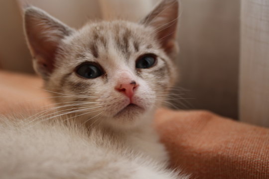 Gatito