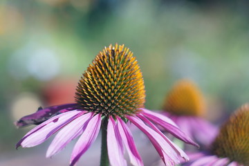 echinacea purpurea on a sunny day.