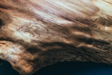 wooden decoration of a tree trunk in the interior. Solid oak wood