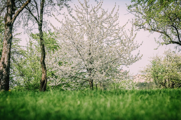 Fototapeta premium spring flowering tree