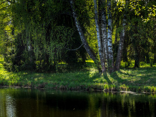 Fototapeta na wymiar Birches on the shore of a forest lake on a spring day