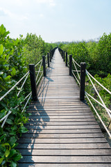 Naklejka na ściany i meble Wooden walkway or bridge among mangrove forest at Chonburi, Thailand