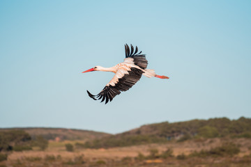 Cegonha em Sagres