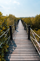 Fototapeta premium Wooden walkway or bridge among mangrove forest at Chonburi, Thailand