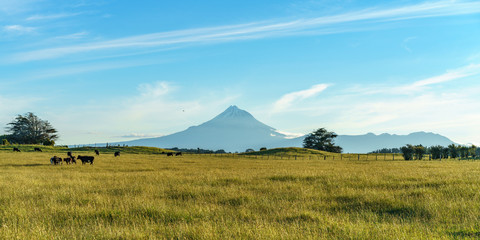 Fototapeta na wymiar cows in the grass infront of cone volcano mt taranaki, new zealand 2