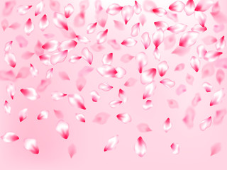 Pink cherry blossom petals isolated