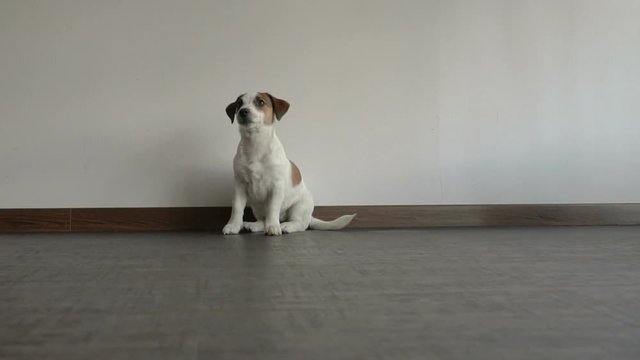 Dog sitting at home