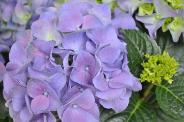 Hortensie