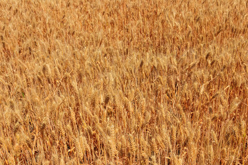Field of ripe golden wheat close-up