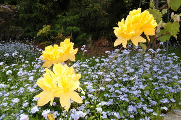 Blue and yellow