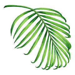 Naklejka na ściany i meble Watercolor painting coconut, palm leaf,green leaves isolated on white background.Watercolor hand painted illustration tropical exotic leaf for wallpaper vintage Hawaii style pattern.With clipping path