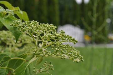 green detail