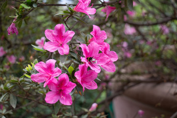 A bee on azaleas. Pink blooming flowers.