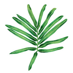 Watercolor painting fern green leaves,palm leaf isolated on white background.Watercolor hand painted illustration tropical exotic leaf for wallpaper vintage Hawaii style pattern.With clipping path