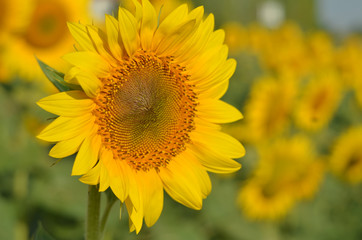 Sunflower flower in the field