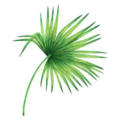 Watercolor painting coconut,palm leaf,green leave isolated on white background.Watercolor hand painted illustration tropical exotic leaf for wallpaper vintage Hawaii style pattern.With clipping path.