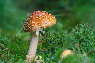 Blueberries are growing under a mushroom.