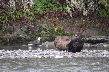 stream in forest with eagle
