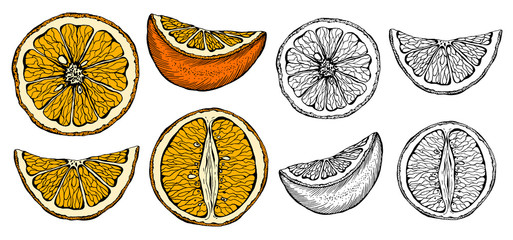 Vector illustration set of sketch hand drawn colorful oranges and slice orange. Fresh fruits, citrus, Italy, Spain, mandarins. Organic food label. Vintage style.