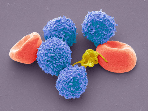 Blood cells, SEM