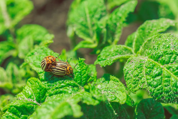 Colorado beetles multiply pests in potatoes