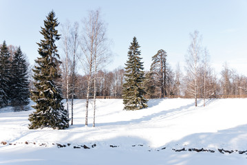 Snow-covered glade in the forest on a winter sunny day