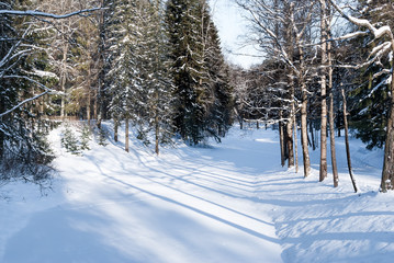 Trees under the snow lit by the winter sun