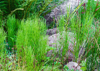 Obraz premium Decorative alpine hill with growing plants