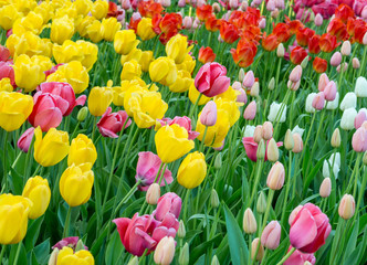 Background of colorful colorful fresh tulips