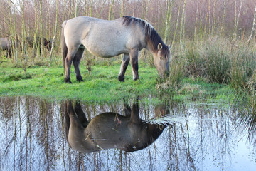 a grey konik horse grazing in the field with reflection in the water © Angelique