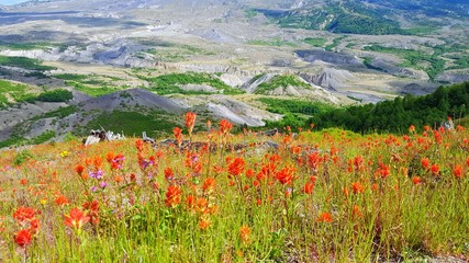Beautiful red flower field in front of wide view of the base of Mount St. Helens