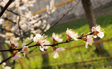Cherry blossoming 