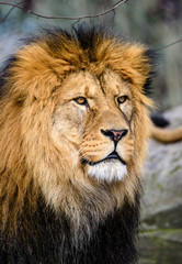 Lion posing for portrait