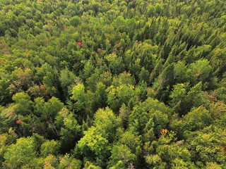 Aerial view of forest in Quebec © Sylvie Bouchard