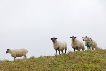 Front view of four curious sheeps