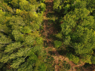 Aerial view of path in  boreal forest