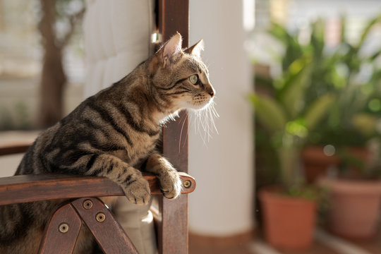 Cute short hair at the garden sittion on a chair outdoors, playing outside on a sunny day
