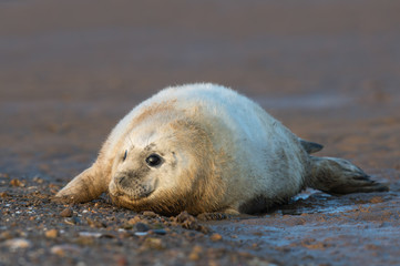 Naklejka premium Atlantic Grey Seal Pup (Halichoerus grypus)/Atlantic Grey Seal Pup on a sandy beach on the Lincolnshire coast of England
