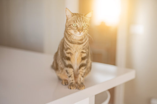 Beautiful short hair cat sitting on white table at home