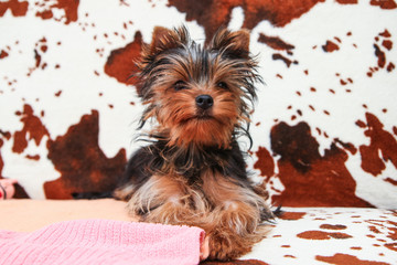 A cute young Yorkshire terrier girl is posing on the sofa. 