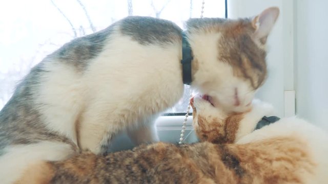 funny video cat. cats lick each other kitten lifestyle. slow motion video. Cats grooming and licking each other. pet a cute video