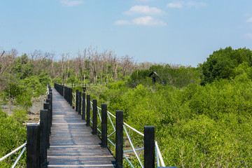 Fototapeta premium Wooden walkway or bridge among mangrove forest at Chonburi, Thailand