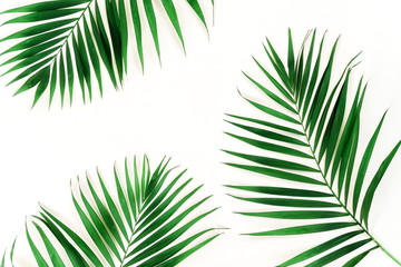 tropical green palm branches pattern frame on a white background. top view.copy space.abstract.