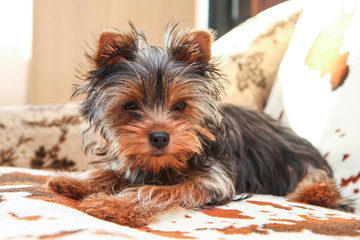 A cute young Yorkshire terrier girl is posing on the sofa. 