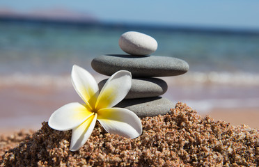 Zen meditation spa relaxation background - balanced stones stack with frangipani plumeria flower close up on sea beach .