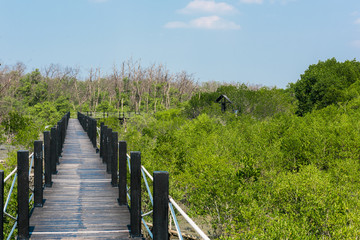 Wooden walkway or bridge among mangrove forest at Chonburi, Thailand