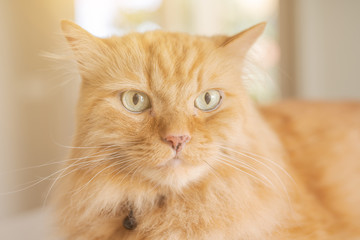 Beautiful ginger long hair cat lying on kitchen table on a sunny day at home