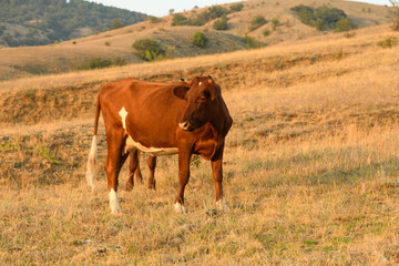 One brown cow in the middle of the steppe