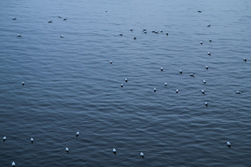 A picture of a river full of seagulls resting on its water surface. 