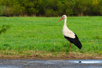 Fototapeta premium White stork Ciconia ciconia walking in the woods